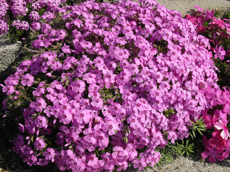 Phlox subulata 'Holly' photo